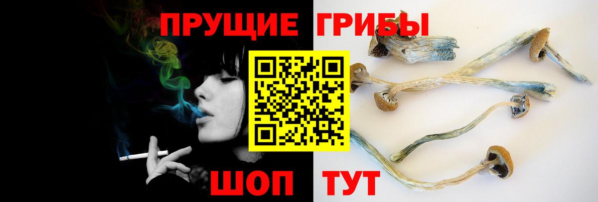 Псилоцибиновые грибы Cubensis Камышлов